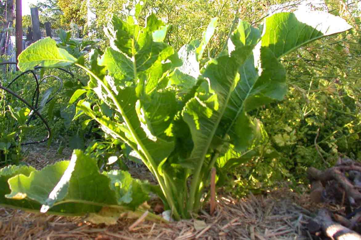 © graibeard - Flickr